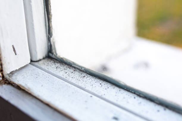 Best Industrial Mold Remediation  in Wye, MT