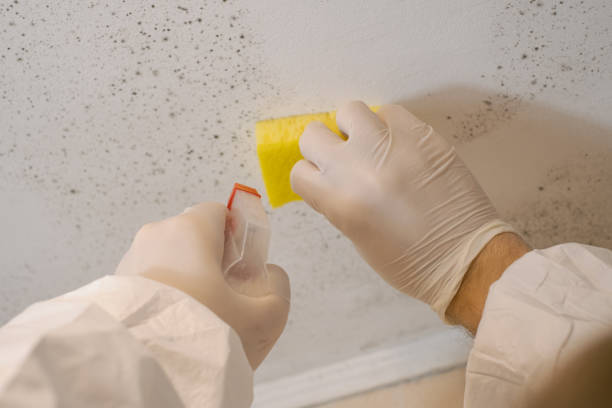 Best Mold Remediation for Rental Properties  in Wye, MT
