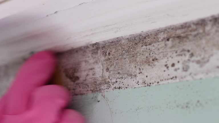Best Mold Prevention Services  in Wye, MT